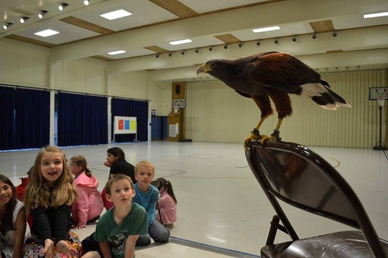 Gallery photo 3 of EarthWings Bird Shows