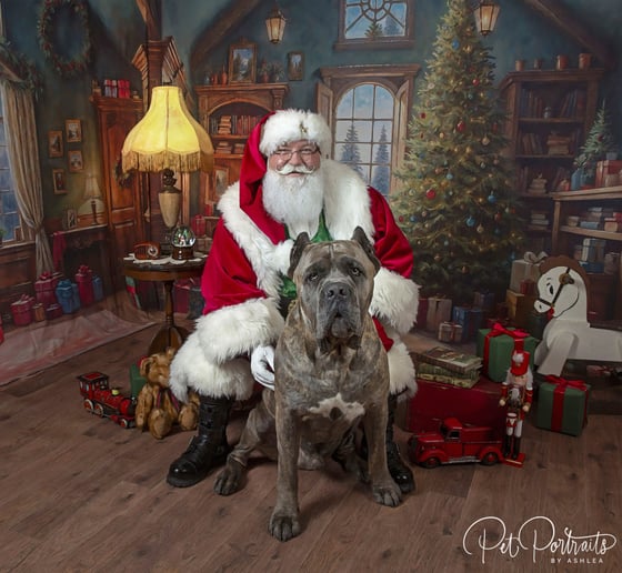 Gallery photo 9 of 865 Santa