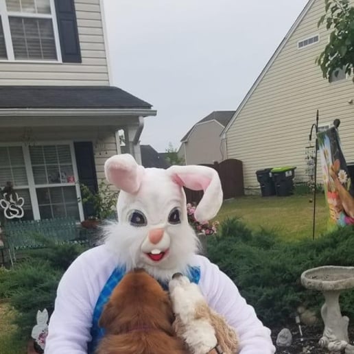 Gallery photo 1 of Easter Bunny of Lexington