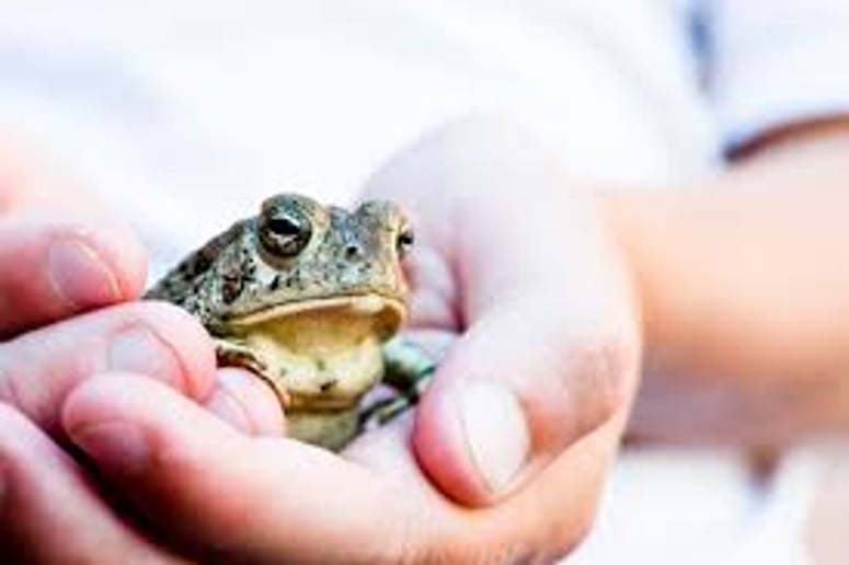 Gallery photo 6 of Fangs, Frogs and More