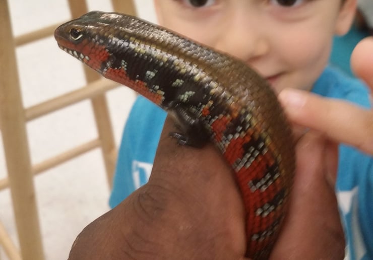 Gallery photo 12 of Fangs, Frogs and More