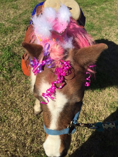 Gallery photo 4 of Fannie's Farm Friends Mobile Petting Zoo