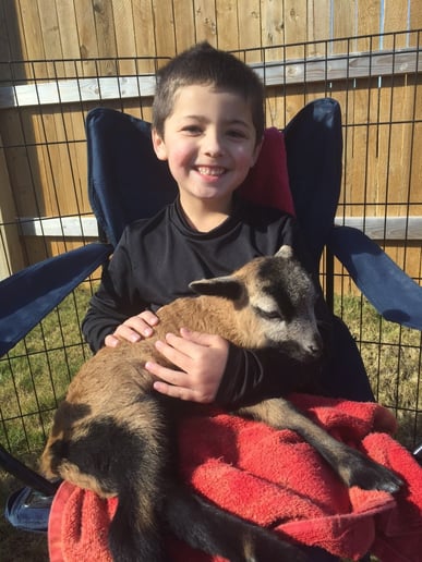 Gallery photo 3 of Fannie's Farm Friends Mobile Petting Zoo