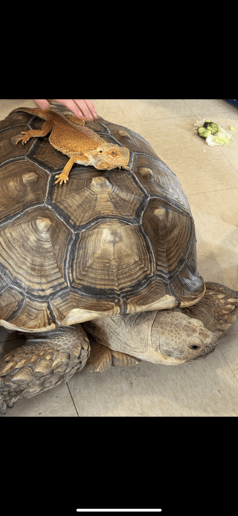 Gallery photo 10 of Fearless Exotics