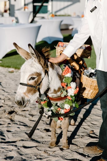 Gallery photo 1 of Florida Beer Burros
