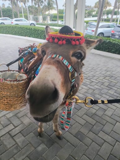Gallery photo 4 of Florida Beer Burros