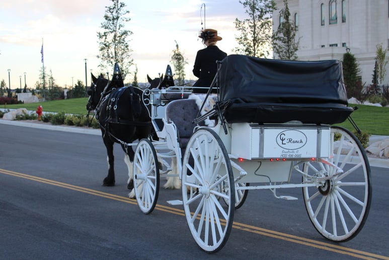 Gallery photo 3 of Flying M Clydesdales