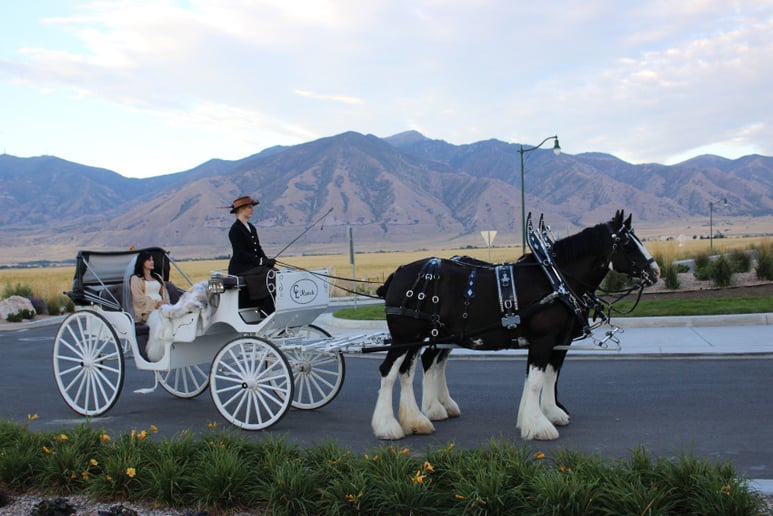 Gallery photo 2 of Flying M Clydesdales