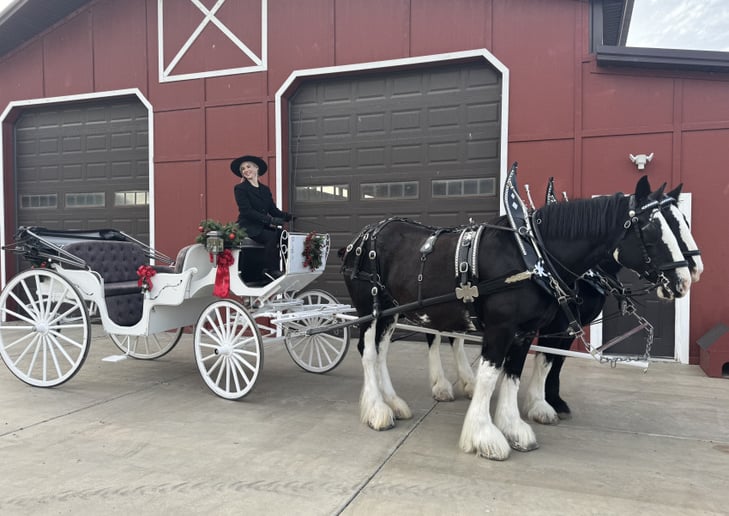 Gallery photo 8 of Flying M Clydesdales