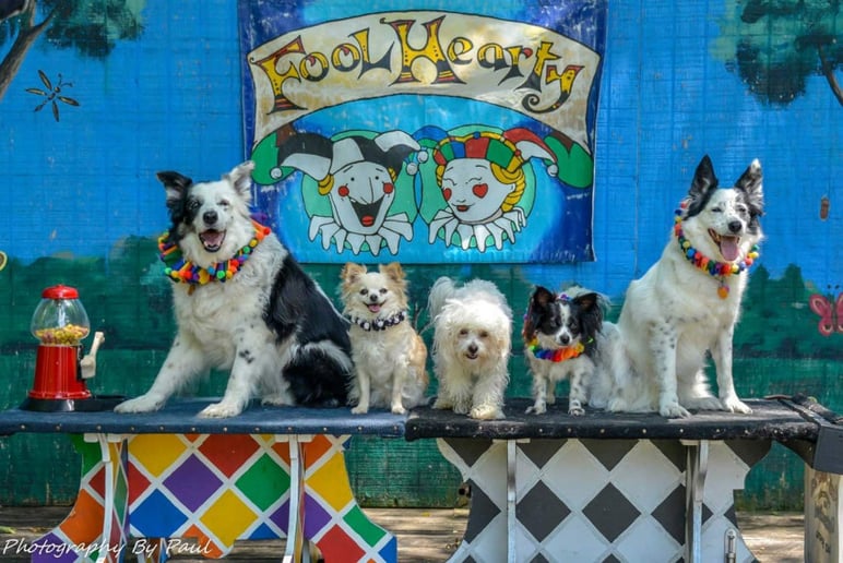 Gallery photo 4 of Fool Hearty