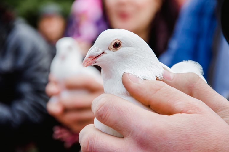 Gallery photo 2 of Full Circle Dove Release