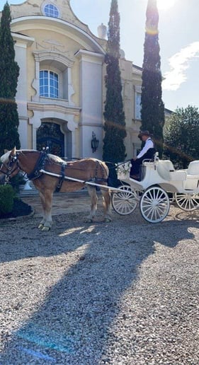 Gallery photo 3 of Galveston Carriage Tours
