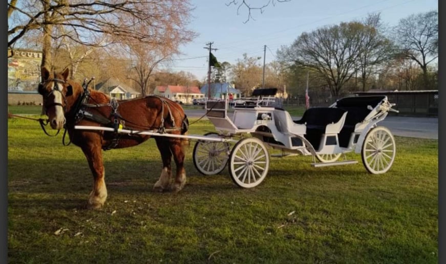 Gallery photo 4 of Galveston Carriage Tours