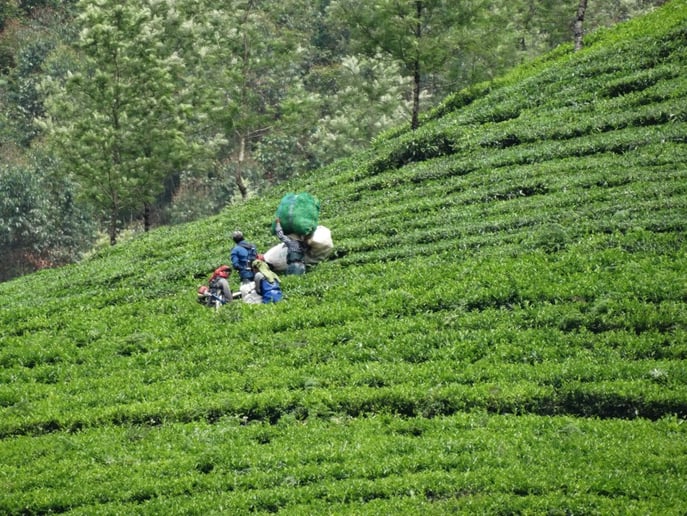 Gallery photo 1 of Global Tea Connection