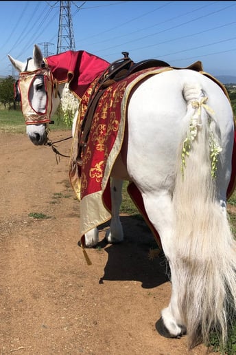Gallery photo 30 of Grand Carriages