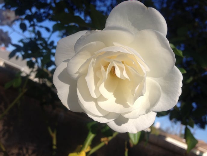 Gallery photo 1 of Guinevere: A Spiritual Intuitive Angelic Readings