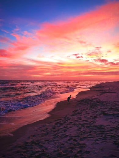 Gallery photo 5 of Gulf Shores Photography