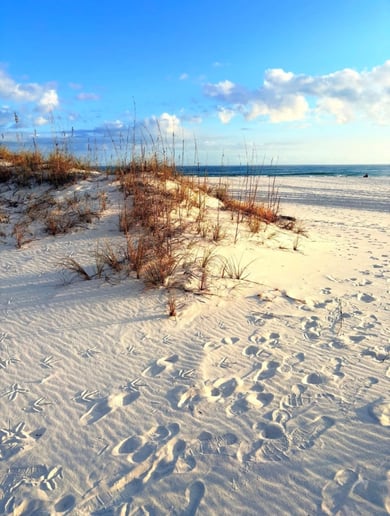 Gallery photo 8 of Gulf Shores Photography