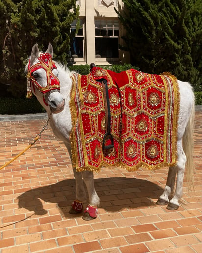 Gallery photo 2 of Hackney Horse & Carriage