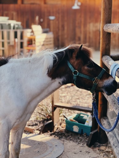 Gallery photo 3 of Haley’s Petting Zoo