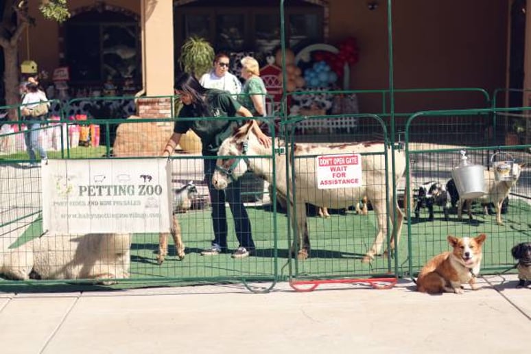Gallery photo 5 of Haley’s Petting Zoo