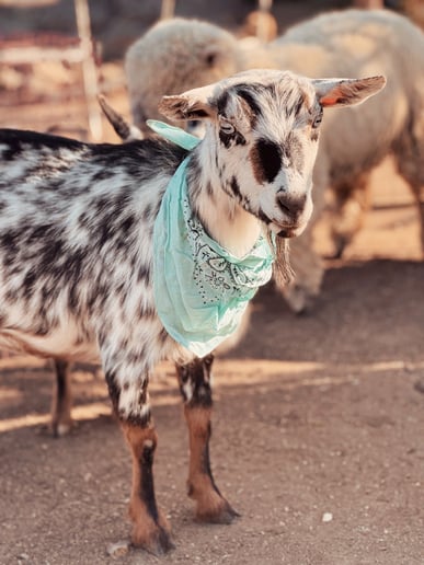 Gallery photo 9 of Haley’s Petting Zoo