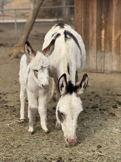Gallery photo 10 of Haley’s Petting Zoo