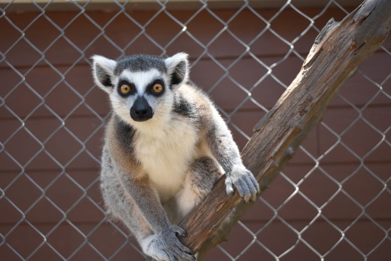 Gallery photo 1 of Happy Tails Entertainment