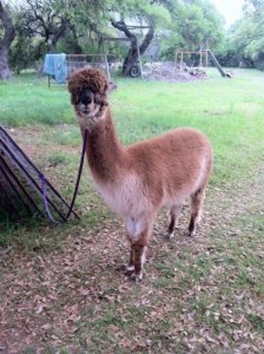 Gallery photo 7 of Happy Tails Entertainment