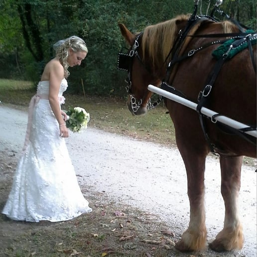 Gallery photo 8 of Happy Trails Horse and Carriage