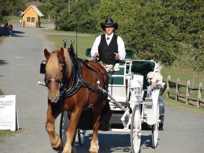 Gallery photo 2 of Happy Trails Horse and Carriage