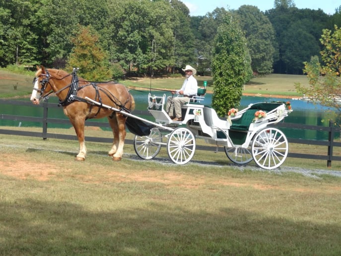 Gallery photo 4 of Happy Trails Horse and Carriage