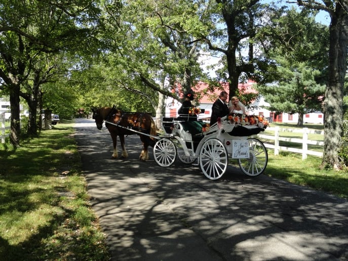 Gallery photo 3 of Happy Trails Horse and Carriage