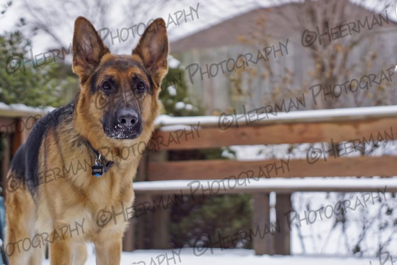 Gallery photo 2 of Heerman Photography