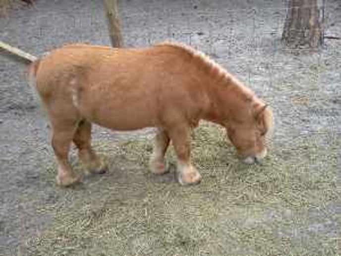 Gallery photo 7 of Pony Rides with Hidden Creek Farms Animal Rescue