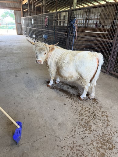 Gallery photo 1 of Highland Cows