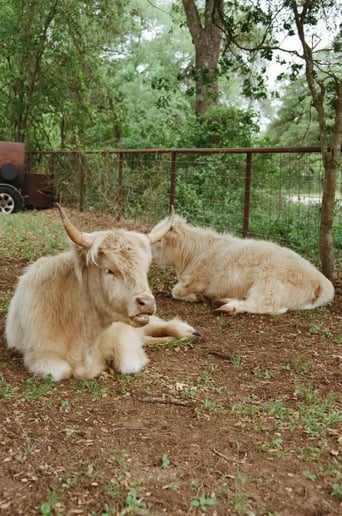 Gallery photo 2 of Highland Cows