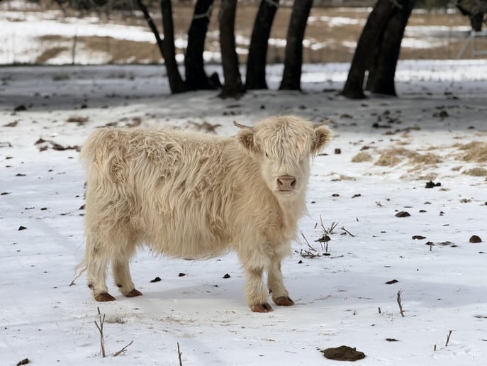 Gallery photo 3 of Highland Cows