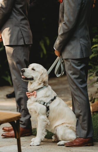 Gallery photo 2 of Canine Chaperone & Wedding Officiant