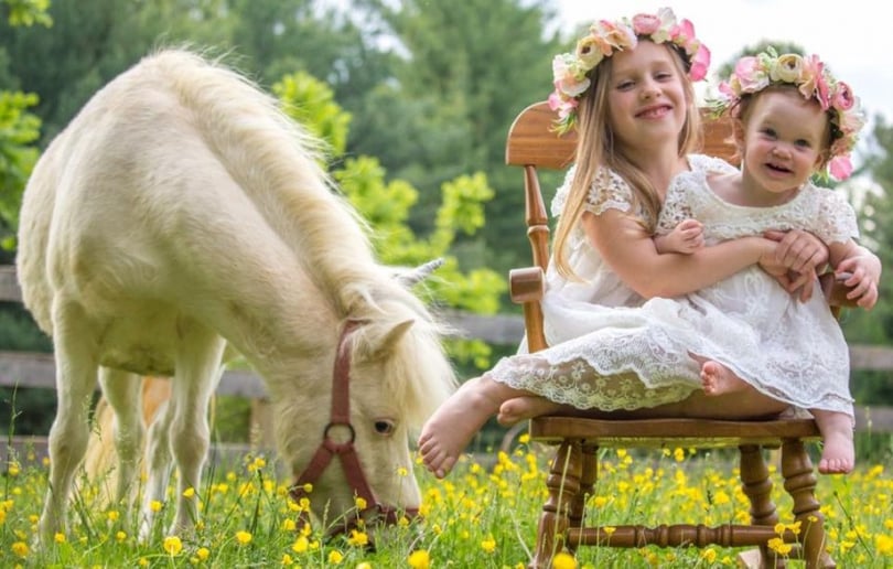 Gallery photo 6 of Hogback Mountain Pony Rides, LLC