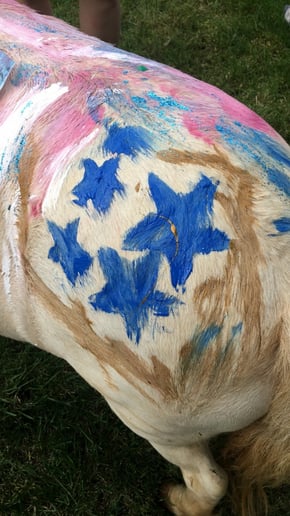 Gallery photo 8 of Hogback Mountain Pony Rides, LLC