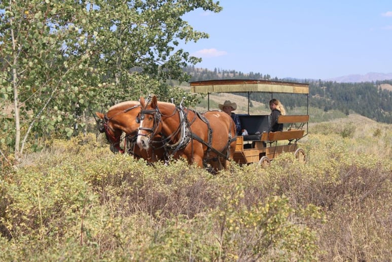Gallery photo 2 of Horse Drawn Carriage Rental