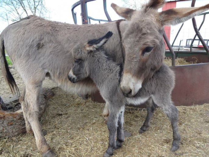 Gallery photo 1 of Hovick Family Farm Petting Zoo