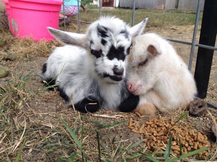 Gallery photo 2 of Hovick Family Farm Petting Zoo