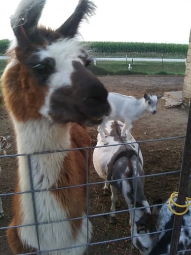 Gallery photo 4 of Hovick Family Farm Petting Zoo