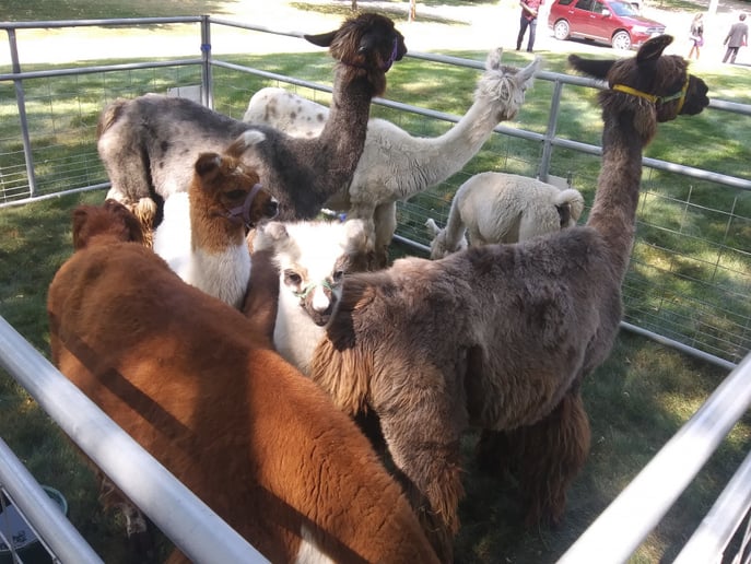 Gallery photo 5 of Hovick Family Farm Petting Zoo