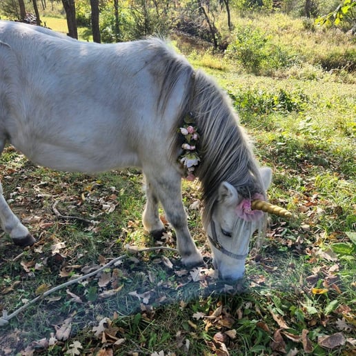 Gallery photo 9 of Hovick Family Farm Petting Zoo