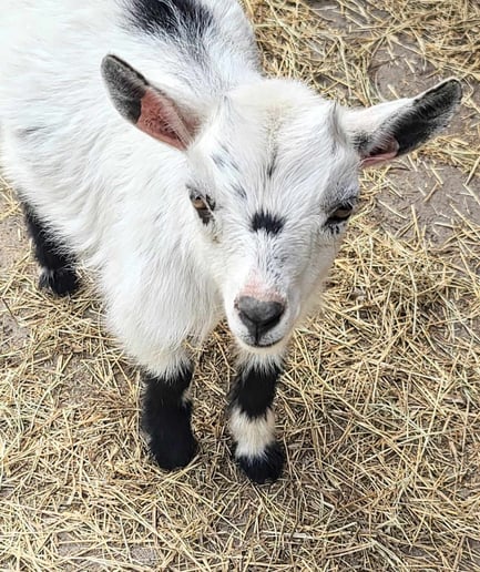 Gallery photo 4 of Humphrey Honey Bunny Farm