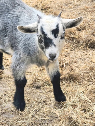 Gallery photo 5 of Humphrey Honey Bunny Farm