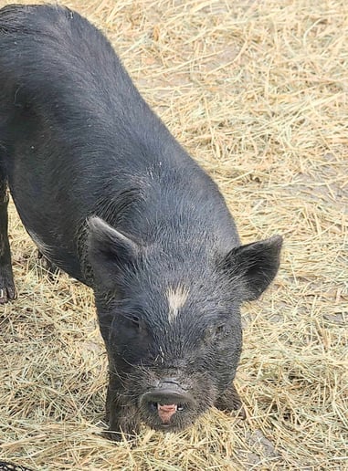 Gallery photo 6 of Humphrey Honey Bunny Farm